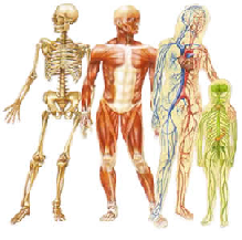 Anatomy-Physiology